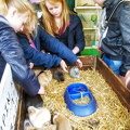 Guinea pigs, a favourite with the kids